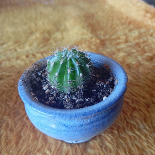 Echinopsis cactus in ceramic pot new