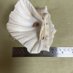 Seashells 4 different designs and sizes