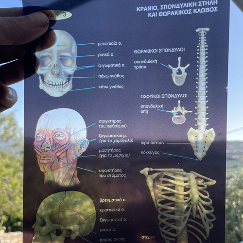 Human Body educational toy used with Chemistry and Magic School sets