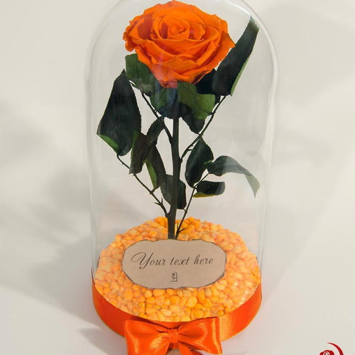 Orange natural eternal rose in large glass dome new