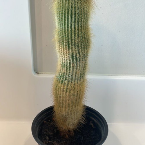 Cleistocactus cactus 20cm height new