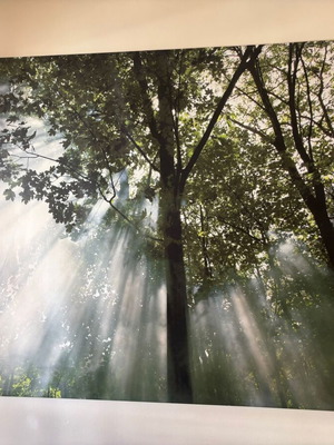 IKEA Wall Panel - Decorative Wall | BJÖRKSTA | 140 x 200 cm | “Morning in the Forest”
