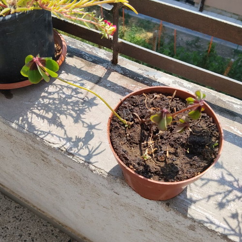 Oxalis four-leaf clover indoor plant in plastic pot