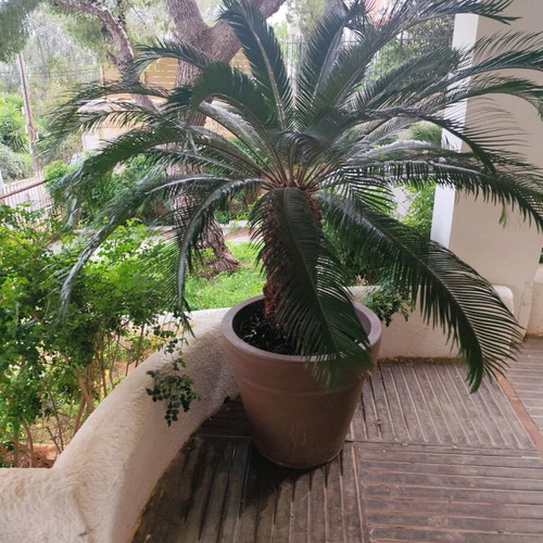 Cycas revoluta 21 years like new, 190 cm with Italian rubber pot