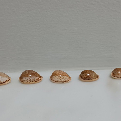 Cypriot Spurca shells new, sizes 30, 28, 26, 24, 23 mm