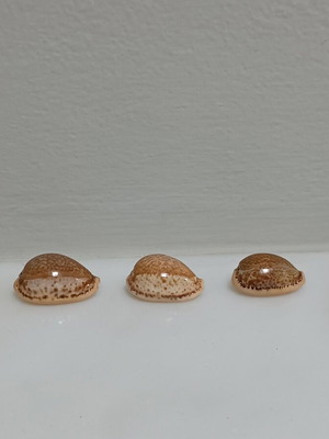 Cypriot Spurca shells new, sizes 30, 28, 26, 24, 23 mm