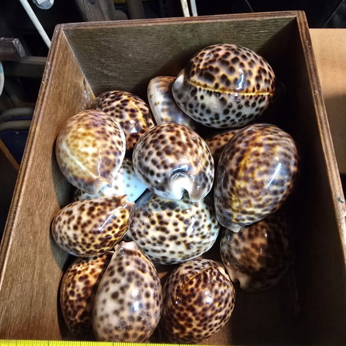 Cypraea Tigris natural tiger cowrie shells, collectible
