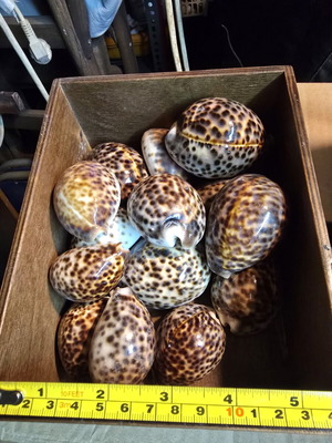 Cypraea Tigris natural tiger cowrie shells, collectible