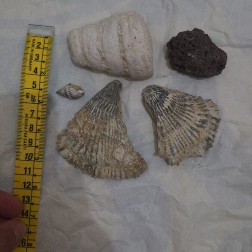 Fossil set from Tunisia like new