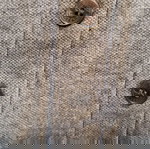  Дамска тениска Burberry