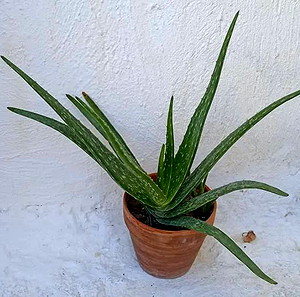 aloe vera