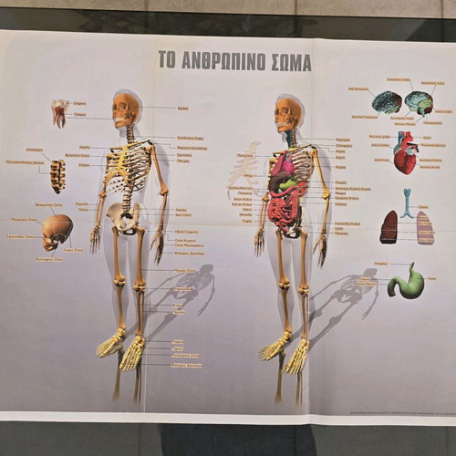 Poster The Human Body Physics like new, large double