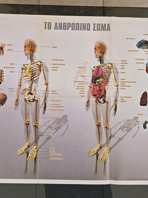 Poster The Human Body Physics like new, large double