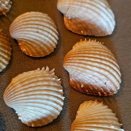 Acanthocardia seashells pack of 14 like new