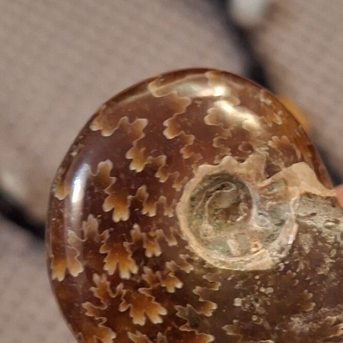 Ammonite pendant necklace, polished, adjustable string