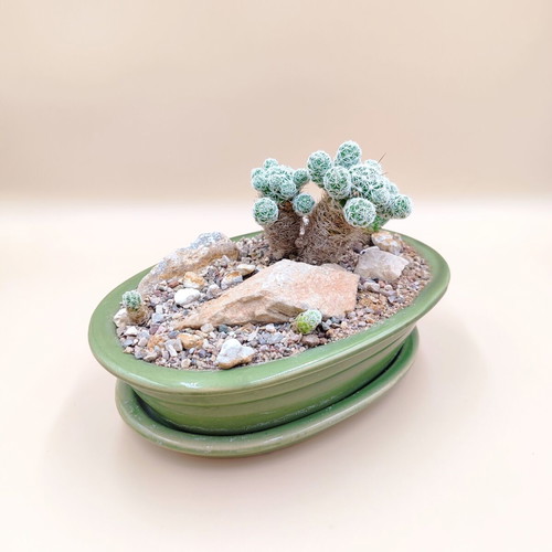 Mammillaria gracilis bonsai cactus in ceramic pot new