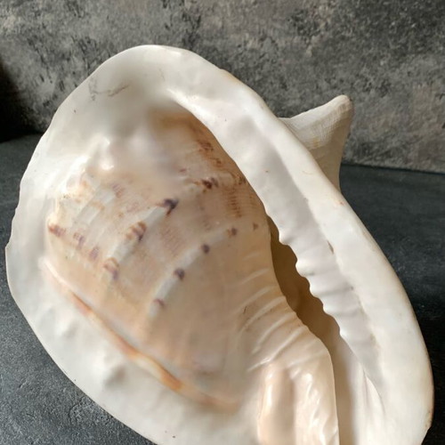 Large shell used
