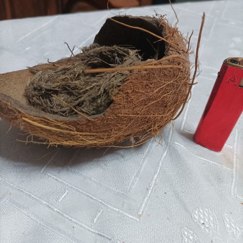Κοχύλι καρύδας με φυσική φωλιά για διακόσμηση