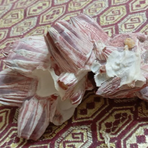 Purple barnacle cluster like new, natural seashells 15 cm