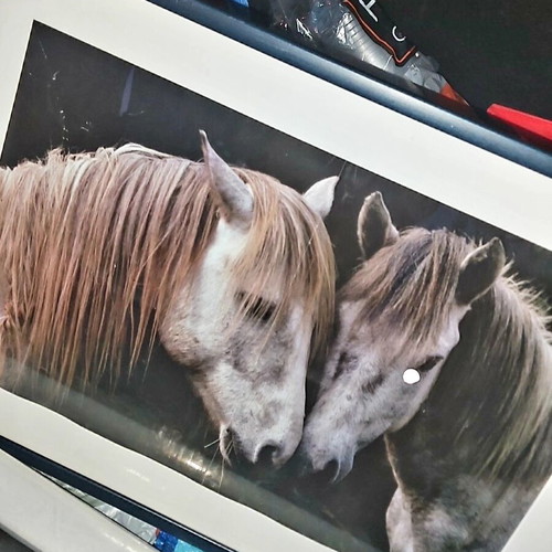 Horse painting in wooden frame like new