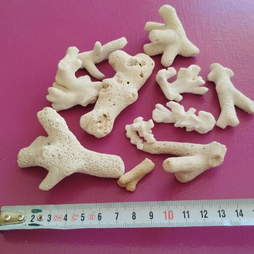 Various corals in a glass
