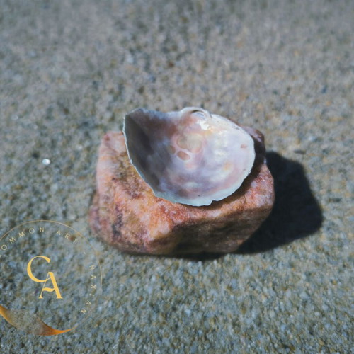 Stone and shell construction new, ring or earring holder