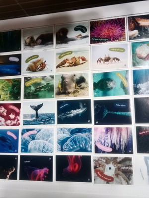 Exploring the Ocean stickers used, pack of 72 pieces