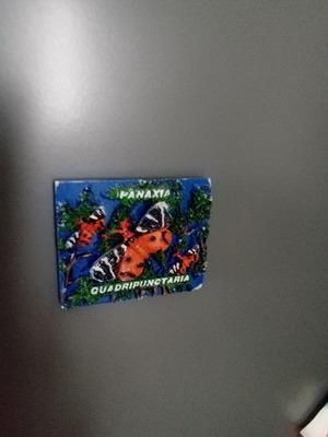 Paros Butterfly Magnet new, blue orange black colors