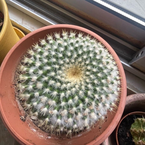 Cactus like new with white flowers and pot
