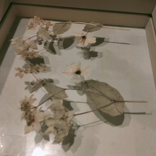 Transparent frame with dried flower composition like new