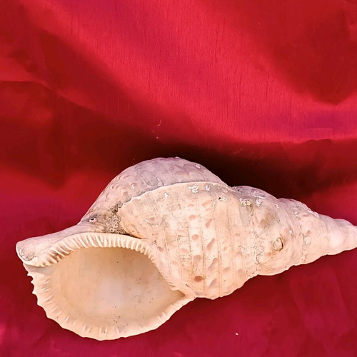 Triton shell natural, 30 cm length, like new