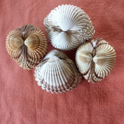 Natural Double Cockle Shells Set of 4 Acanthocardia, like new