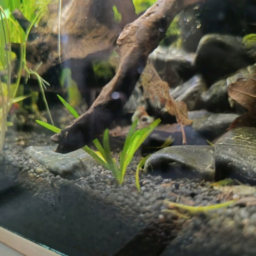 Valisneria aquarium plant new, 5 small plants up to 10 cm
