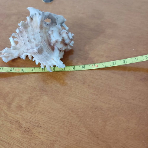 Natural seashells like new, large spider shell and smaller one