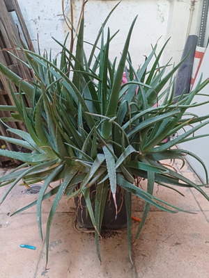 Aloe Vera mother plants like new with many offshoots
