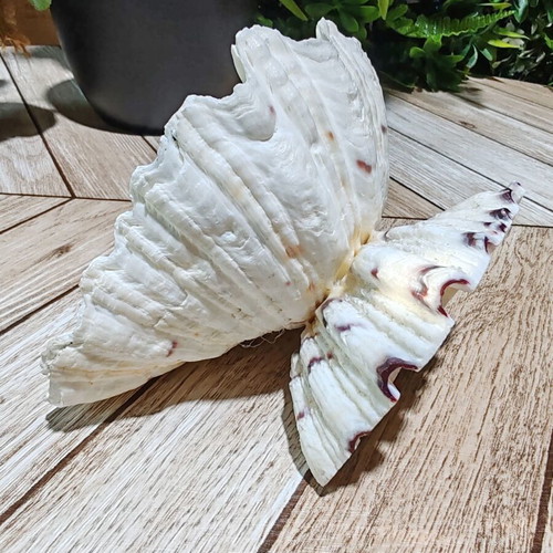 Vintage natural ocean shell bowl, royal design