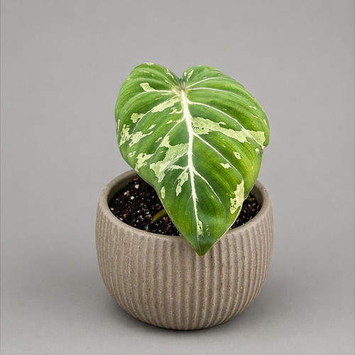 Philodendron Gloriosum Snow Leopard new