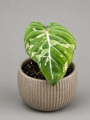 Philodendron Gloriosum Snow Leopard new