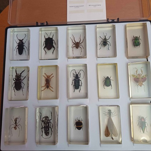 DeAGOSTINI complete insect collection, 85 insects