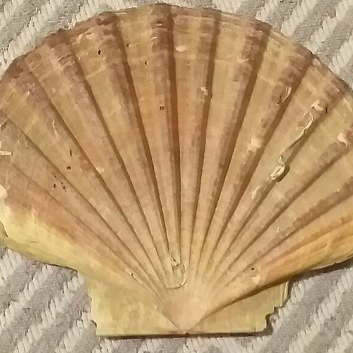 Fossils like new, set with comb, starfish and unknown