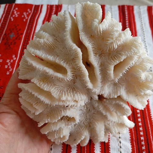Natural white coral like new, 20×17 cm, 560g