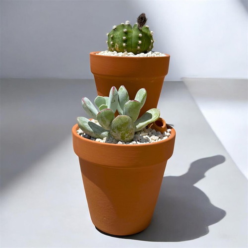 Handmade succulent arrangement with Cotyledon orbiculata and Echinopsis Subdenudata
