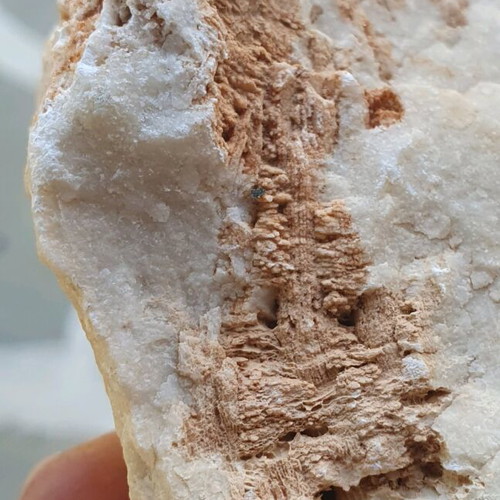 Fossilized Coral like new from Greece, Evros