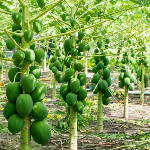 Papaya seeds pack of 30, new, exotic tropical plant