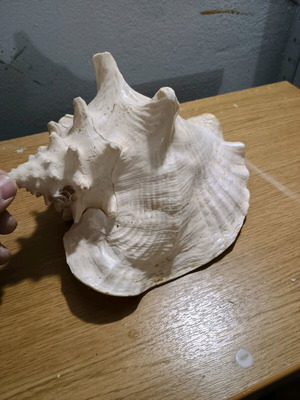 Queen Cornet Shell new