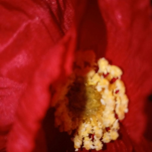 Luxury Peony Hair Tie new, red and yellow