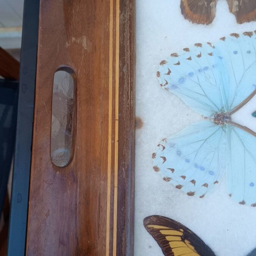 Vintage serving tray with butterfly collection used
