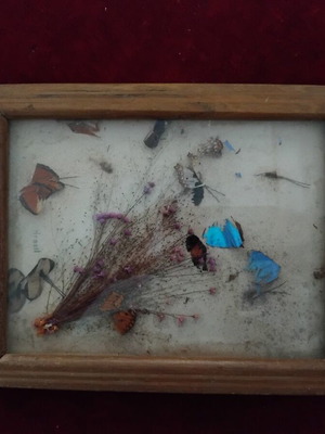 Vintage Brasil tray 36x21.5cm used with real butterfly wings