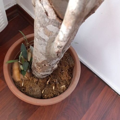 Decorative Italian Olive Tree like new, 1.50m height