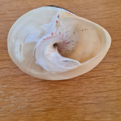Table shell like new, covered with alpaca 271 g